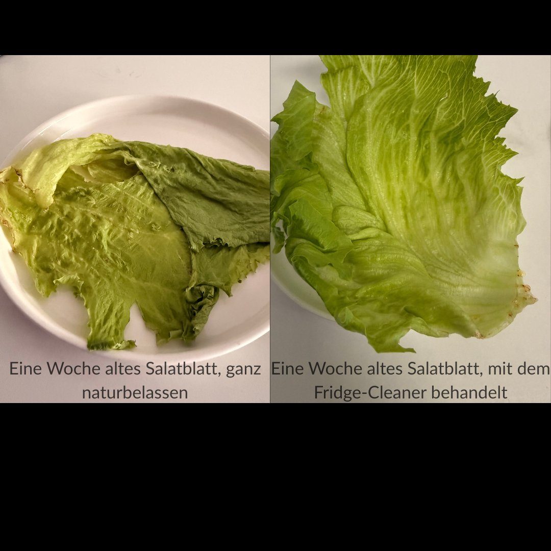 Fridge Cleaner — Vorher/Nachher Salatblatt nach einer Woche
